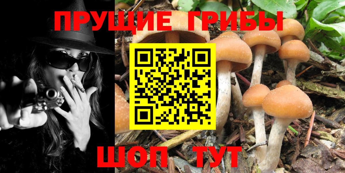 Северск  Галлюциногенные грибы мицелий  Псилоцибиновые грибы Psilocybine cubensis  Вход с VPN 