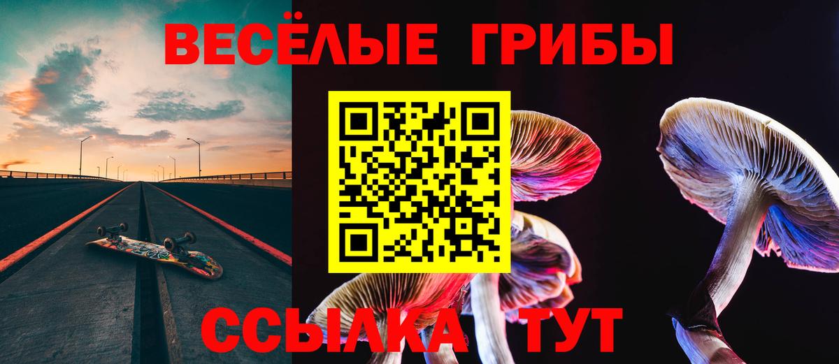 Псилоцибиновые грибы Psilocybine cubensis Северск